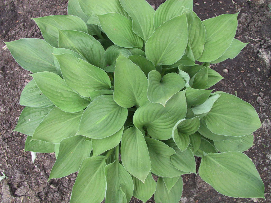 Hosta Hybride Janet Blue 04.jpg
